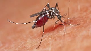 Tigermücken können auch Tropenkrankheiten wie Dengue-Fieber übertragen. Und sie stechen auch gerne tagsüber.