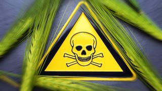 Konventionelles Getreide ist in Deutschland nach Informationen von Foodwatch häufig mit Pestiziden belastet. (Symbolbild)