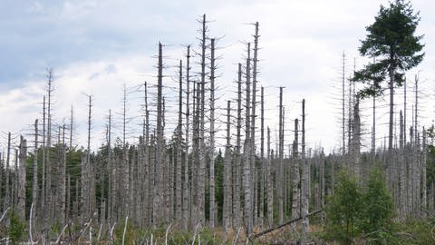 Klimawandel-Baumsterben im Nationalpark Harz nahe des Brocken 