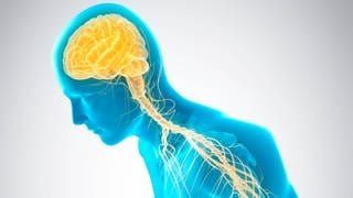 Illustration des Nervensystems: Eine Person beugt sich vornüber. Bei Parkinson-Patienten werden die Befehle aus dem Gehirn nicht richtig in die Beine gesandt. Symbolbild.