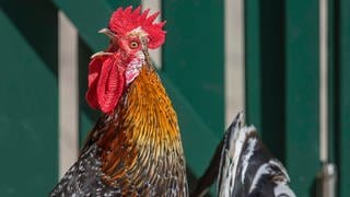 Neue Studie mit Spiegeltest mit Tieren: Selbsterkenntnis des Huhns