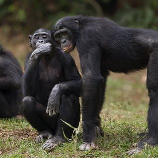 Eine Gruppe von Bonobos