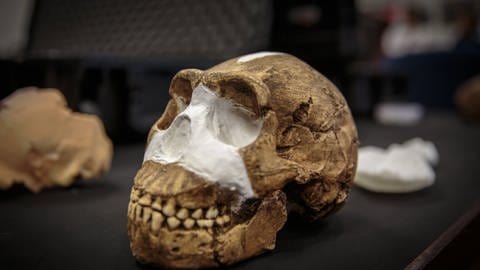 Der Homo naledi lebte vor rund 300.000 Jahren im südlichen Afrika.