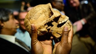 Frühmensch - Sensation - Schädelreplik eines Homo naledi bei der Pressekonferenz Wiege der Menschheit Welterbestätte in Südafrika 2017