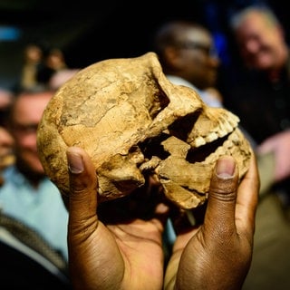 Frühmensch - Sensation - Schädelreplik eines Homo naledi bei der Pressekonferenz Wiege der Menschheit Welterbestätte in Südafrika 2017