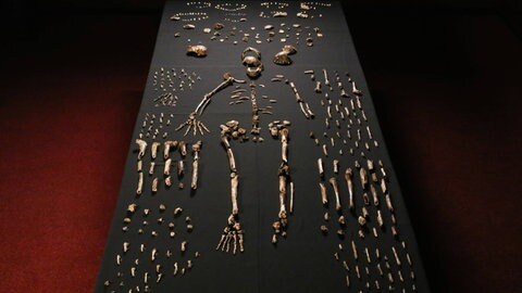 Das Skelett des Homo naledi im Wits-Knochentresor des Evolutionary Studies Institute an der University of the Witwatersrand in Johannesburg, Südafrika