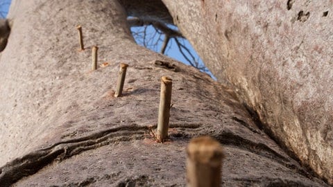 Die Hadza klettern bei der Jagd nach Honig auf hohe Affenbrotbäume, dort verstecken sich die Bienennester. Das macht die Honigjagd schwierig. Die Vögel leiten sie dorthin. Die Hadza rammen dann Stöcke als Leiterstufen in die Bäume (s. Bild) und klettern hinauf.