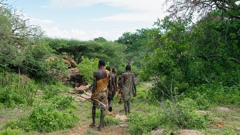 Das Bild zeigt eine Hadza-Gruppe auf der Jagd. Neben der Honigsuche, jagen sie mit Pfeil und Bogen auch Wildtiere. Der Pfeifton lockt Honiganzeiger an, schreckt andere Tiere aber nicht ab.