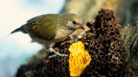 Honiganzeiger essen das Bienenwachs, das die Jäger übriglassen. Gemeiner Trick: Manche Honigjäger verbrennen die Reste des Bienenstocks, um die Vögel dazu zu bringen, den Weg zu noch mehr Honig zu weisen.