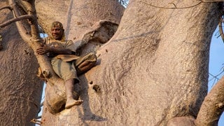 Die Hadza müssen bei der Jagd nach wildem Honig oft weit oben in Bäume klettern. Honiganzeiger-Vögel helfen ihnen, die Nester zu finden. Diese Kooperation nennt man "Mutualismus".