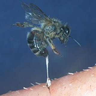Biene reißt sich nach einem Stich ihren Stachel heraus. Gift hatten Bienen schon vor ihrem Stachel.