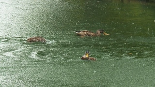 Enten baden bei Regen im Teich