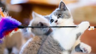 Auch Katzen beherrschen das Spiel "Stöckchen holen". Das haben Forschende durch eine Analyse des Verhaltens von Katzen herausgefunden.