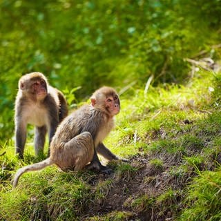 Zwei Rhesusaffen in freier Wildbahn. Wissenschaftlern ist es gelungen, einen Rhesusaffen zu Klonen. Der Klon ist mittlerweile drei Jahre alt.