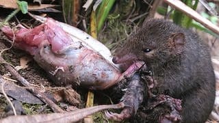 Eine Braune Breitfuß-Beutelmaus frisst ein Männchen, dass nach Sex über Stunden gestorben ist. Mit ihren Aufnahmen konnten Forscher den Kannibalismus dokumentieren. 