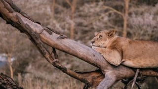 Ein Löwe liegt auf einem Baum in Kenia. Werden die Raubtiere durch die invasive Art langfristig abnehmen? Symbolbild.