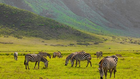 Zebras im Nationalpark in Tansania. Sie sind eigentlich die Beutetiere von Löwen. Durch die invasive Dickkopf-Ameise schwenken die Raubtiere nun um auf andere Beutetiere. Symbolbild.