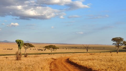 Das Bild zeigt die Savanne im Serengeti Nationalpark, Kenia. Hier breitet sich eine Ameise aus, die die Löwen indirekt bedroht. Symbolbild.