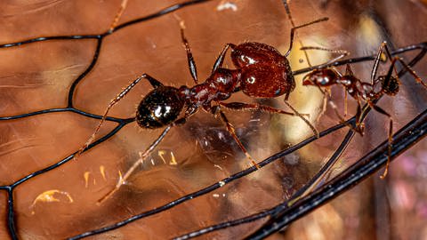 Ameise der Gattung "Pheidole". Da sie in der Savanne Kenias eigentlich nicht heimisch ist, gilt sie hier als invasive Art. Symbolfoto.