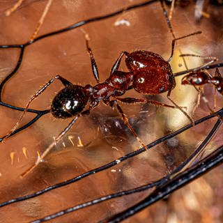 Ameise der Gattung "Pheidole". Da sie in der Savanne Kenias eigentlich nicht heimisch ist, gilt sie hier als invasive Art. Symbolfoto.