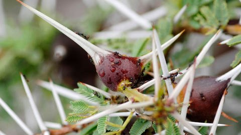 Flötenakazien leben normalerweise in Symbiose mit Crematogaster-Ameisen. Die invasive Art der Dickkopfameisen stört die Jagd der Löwen in Kenia.