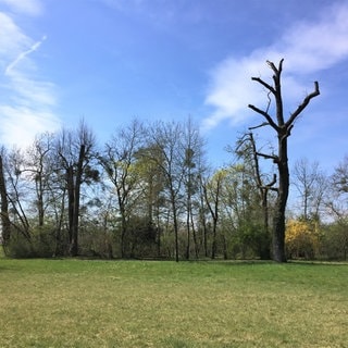 Abgestorbene Bäume im Schlosspark Schwetzingen im Frühjahr 2022. Historische Parks im Stress: Sie leiden unter der Hitze und Dürre als Folgen des Klimawandels.