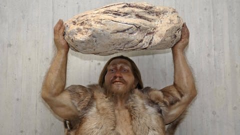 Knochenfunde zeigen, dass der  Neandertaler etwas kleiner und stämmiger als der heutige Mensch, der Homo sapiens, war. Modell eines Neandertalers.