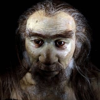 Ältestes Menschenfossil Europas: Archäologen haben rund 45.000 Jahre alte Knochen des modernen Menschen, des homo sapiens, in Deutschland gefunden. Rekonstruktion eines Homo sapiens.