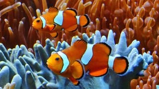 Japanische Forscher denken, dass Clownfische zählen können. Sie leiten das aus dem Revierverhalten der Tiere ab. Clownfische vertreiben fremde Artgenossen umso aggeressiver, desto mehr Streifen diese haben.  