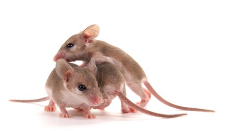 Im Tierversuch an Mäusen war das neue Antibiotikum erfolgreich, das Forschende der Harvard University entwickelt haben. Symbolbild: Mäuse