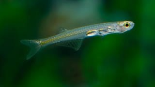 Hier: Danionella priapus. Fisch gehört zur gleichen Familie wie Danionella cerebrum und macht laute Geräusche.