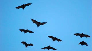 Graukopfflughunde am Himmel. Symbolbild: Fledermäuse. Sie können Viren übertragen - eine Gefahr ?