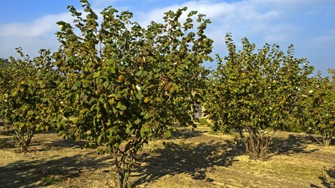 Haselnussbäume in Italien, tags: Wanze, Wespe, Italien