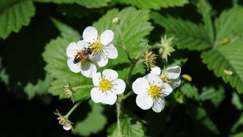 Erdbeeren benötigen Bienen und anderen Insekten als Bestäuber. Eine vielfältige Landwirdschaft sorgt auch dafür, dass mehr Wildbienen für die Bestäubung der Pflanzen sorgen können. 