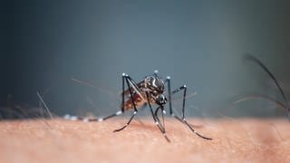 Mücken bringen tropische Viren nach Europa und lösen dort bisher unbekannte Virus-Erkrankungen aus.
