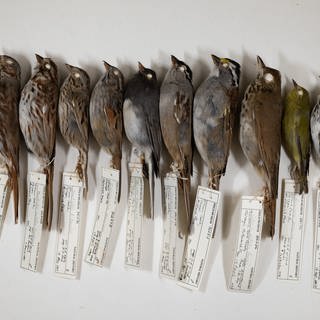 Dave Willard sammelt seit über 40 Jahren tote Vögel