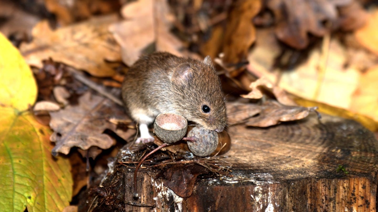 Rötelmäuse übertragen den Hantavirus. Auch im Mäusekot überleben die Viren oft lange Zeit.