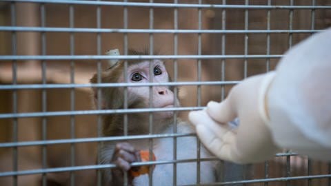  Ein Rhesus-Affe mit einem Implantat wird in der Tierhaltung im Max-Planck-Institut für biologische Kybernetik von einem Tierpfleger gefüttert. 