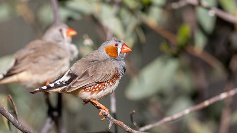 Vögel können sich schlechter fortpflanzen, wenn sie bereits im Ei Lärm ausgesetzt sind. Lärm schädigt sie also nachhaltig. 