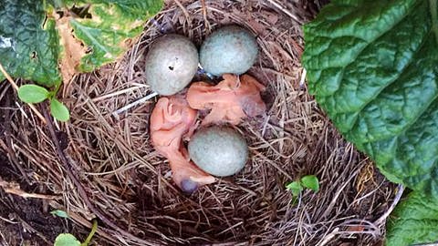 Sowohl Vögel im Ei als auch Küken wurden im Experiment Lärm ausgesetzt. Es zeigte sich: Schon im Ei schädigt Lärm.