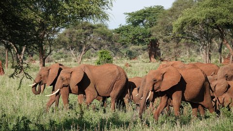 Soziale Kontakte spielen bei Elefanten eine wichtige Rolle. Mit anderen Elefanten aus der Familie wird anders kommuniziert als mit Artgenossen, die nicht zur direkten Familie gehören. Deshalb begrüßen sich Elefanten auch unterschiedlich. 