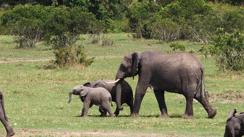 Afrikanische Elefanten kommunizieren mit ihrem ganzen Körper. Sie geben nicht nur Laute von sich, sondern können beispielsweise auch mit bestimmten Ohrenbewegungen kommunizieren. Das zeigt sich auch dabei, wie sie sich begrüßen. 