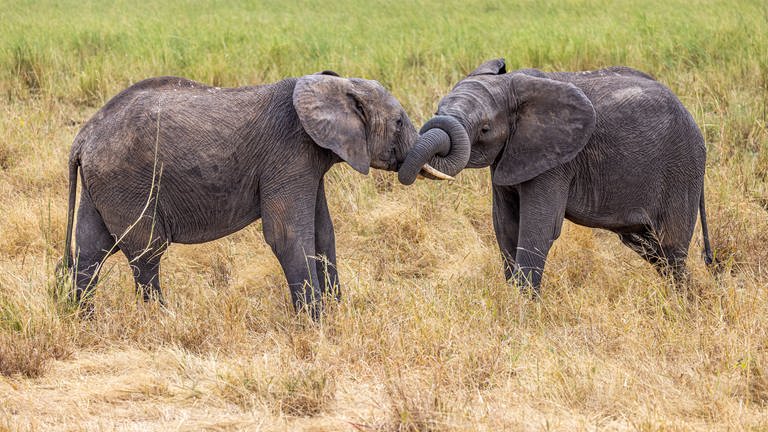 Wie sich afrikanische Elefanten begrüßen, richtet sich danach, ob sie ihr Gegenüber sehen oder nicht und in welcher Beziehung sie zu ihm oder ihr stehen. Die Dickhäuter verwenden bei der Begrüßung verschiedene Arten von Bewegungen wie Ohrenklappen, trompetenartige Töne und Berührungen.