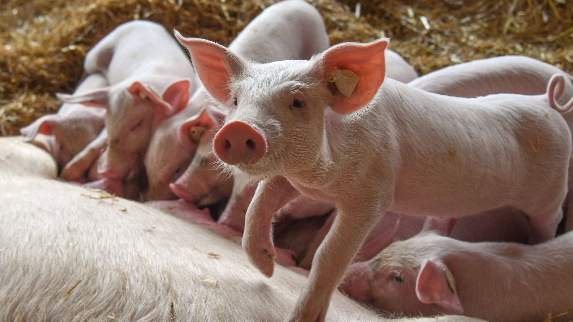 Tinder für Schweine – Tierzucht mit der App leicht gemacht