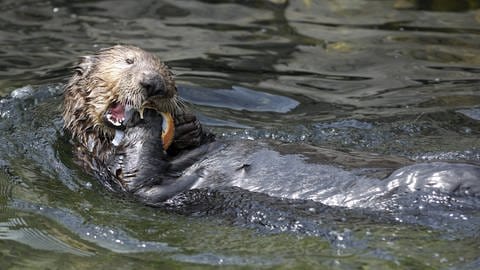 Wenn Otter Muscheln mit ihren Zähnen statt mit Werkzeug öffnen, nutzen sich diese schneller ab.