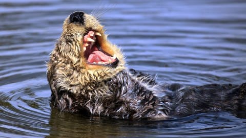 Otter, die Werkzeug für ihre Nahrungsaufnahme nutzten, hatten bessere Zähne. Das könnte ihnen einen evolutionären Vorteil verschaffen.