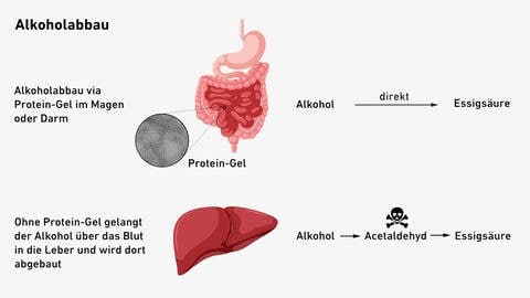 Durch das Gel wird Alkohol direkt im Magen oder Darm abgebaut statt in der Leber | Grafik der ETH Zürich