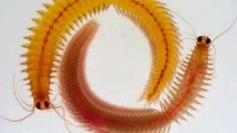 Erst kurz vor ihrem Tod entwickeln sich die Meeresringelwürmer zu Weibchen und Männchen. Forschende haben herausgefunden, dass der Meereringelwurm seine Borsten wie im 3D-Drucker herstellen.