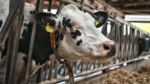 In 52 Milchkuh-Herden in neun Staaten der USA wurden Infektionen mit dem Vogelgrippevirus H5N1 nachgewiesen. Das meldet das US-Landwirtschaftsministerium.