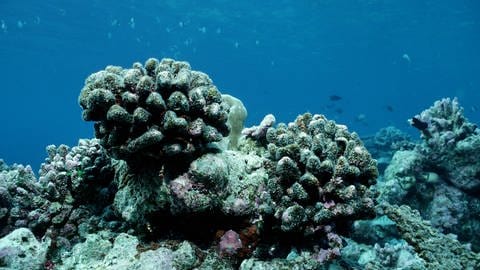 Korallensterben: Ungeklärte Abwässer, die ins Meer geleitet werden, Überfischung und Plastikmüll - alles zusammen ist einfach zu viel für die Korallenriffe.